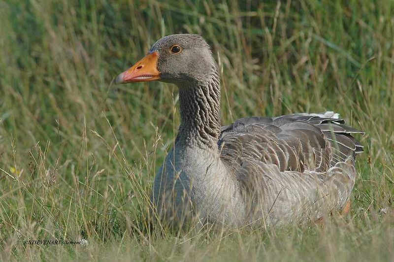 Greylag Goose