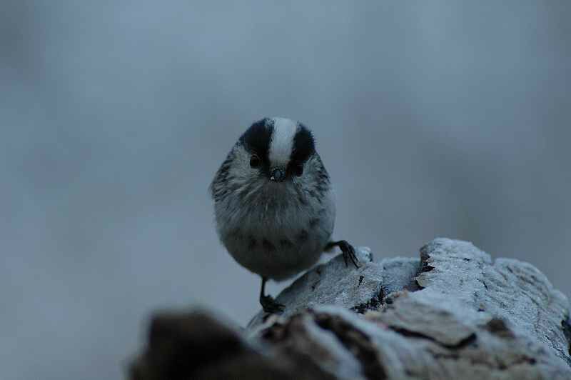 Long-tailed Tit