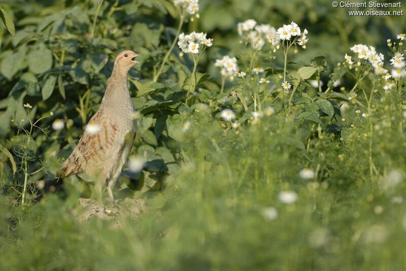 Grey Partridge