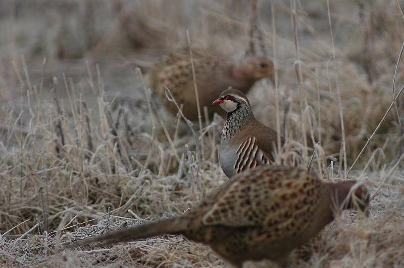 Red-legged Partridge