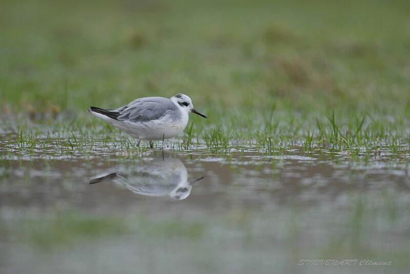 Phalarope à bec largeadulte internuptial, pigmentation, Comportement