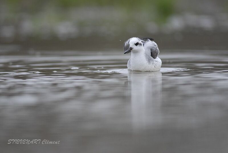 Red Phalarope