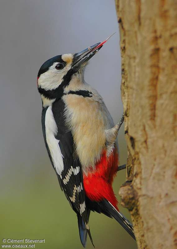 Great Spotted Woodpecker