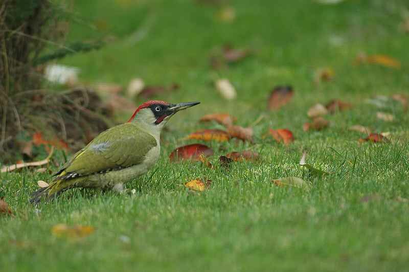 European Green Woodpecker