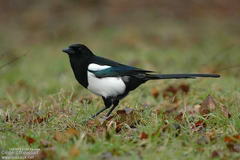 Pie bavardeadulte, pêche/chasse