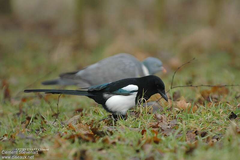 Pie bavardeadulte, pêche/chasse