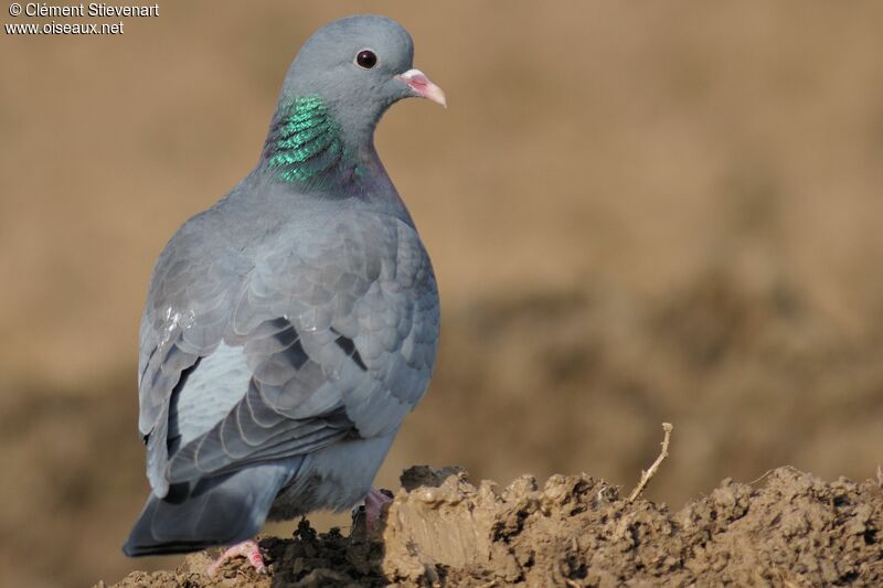 Stock Dove