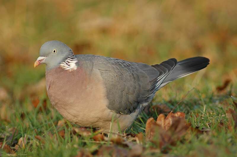 Common Wood Pigeon