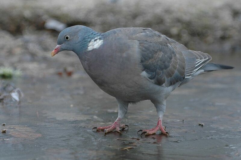 Common Wood Pigeon