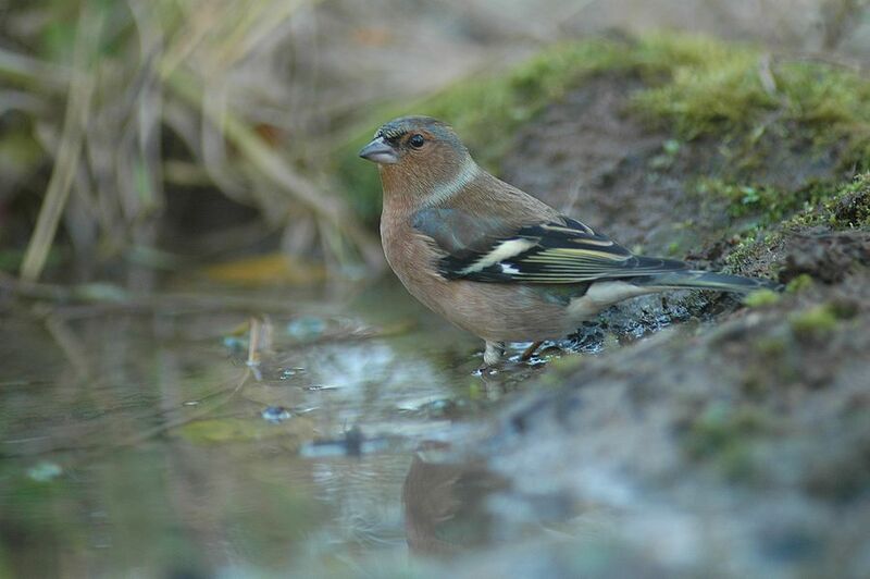 Eurasian Chaffinch