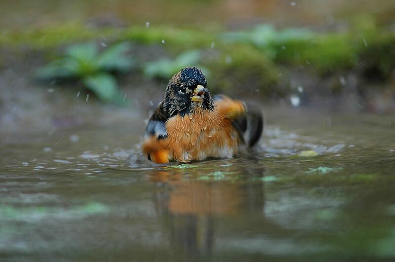 Brambling