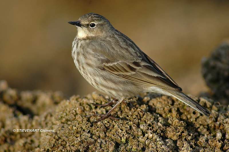 European Rock Pipit