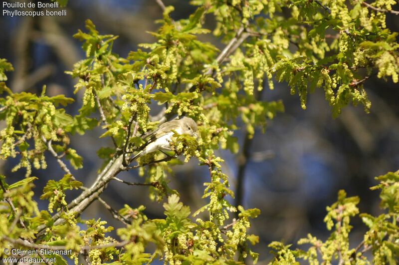 Western Bonelli's Warbler