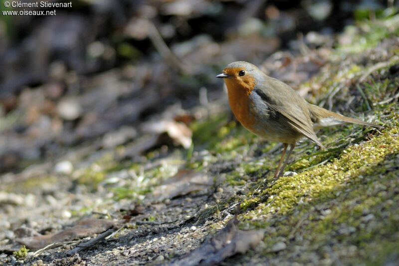 European Robin