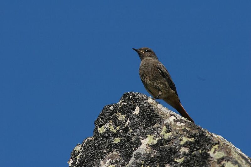 Black Redstart