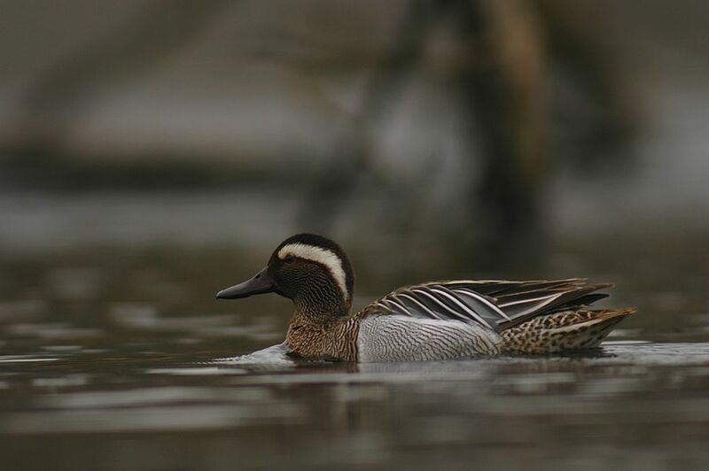 Garganey