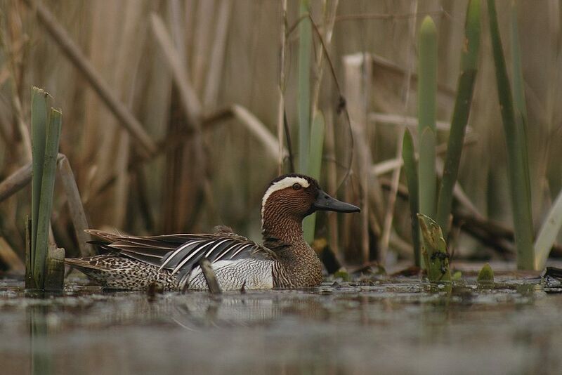 Garganey