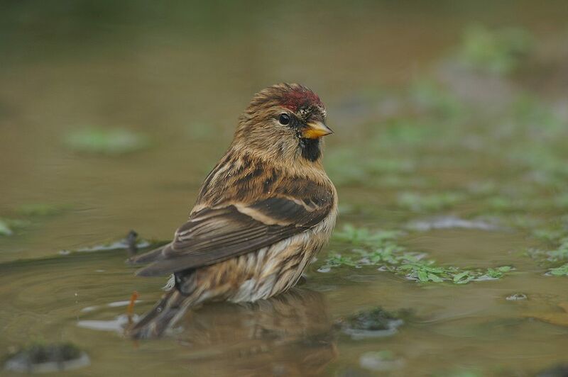 Lesser Redpoll