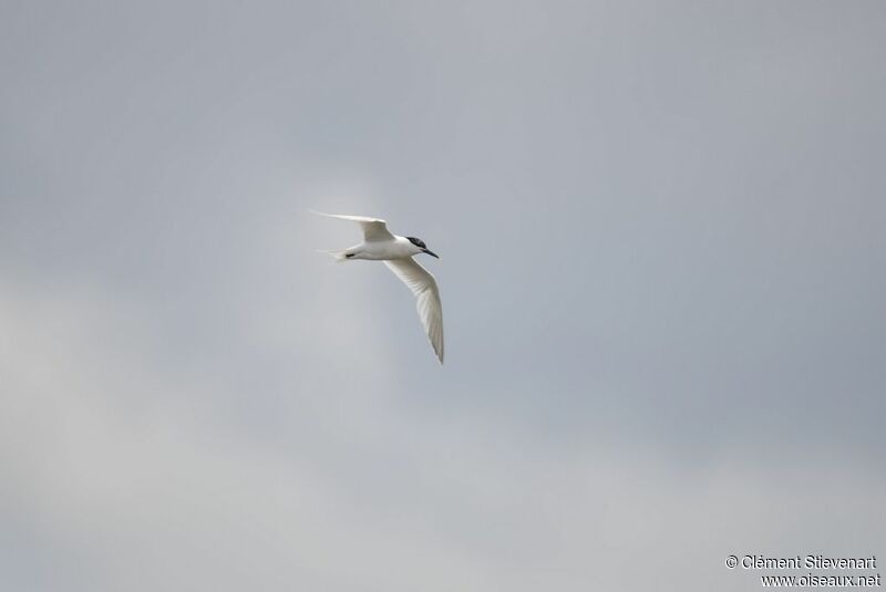 Sandwich Tern