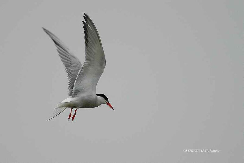 Common Tern