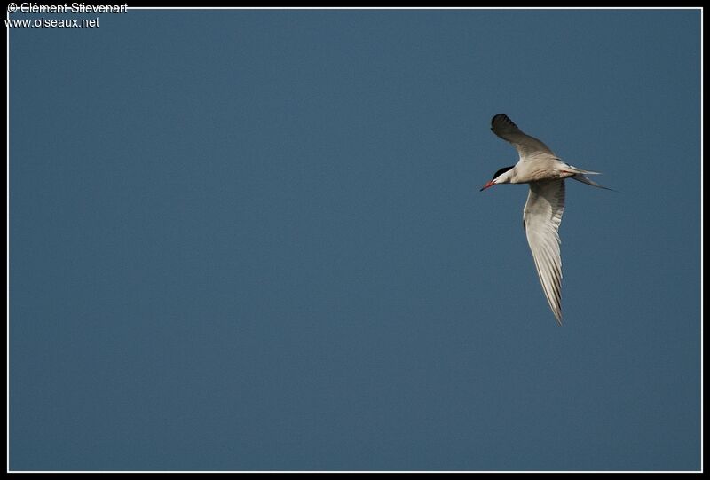 Common Tern