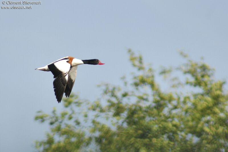 Common Shelduckadult