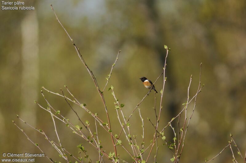 European Stonechat