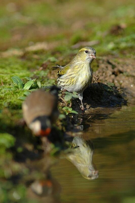 Eurasian Siskin