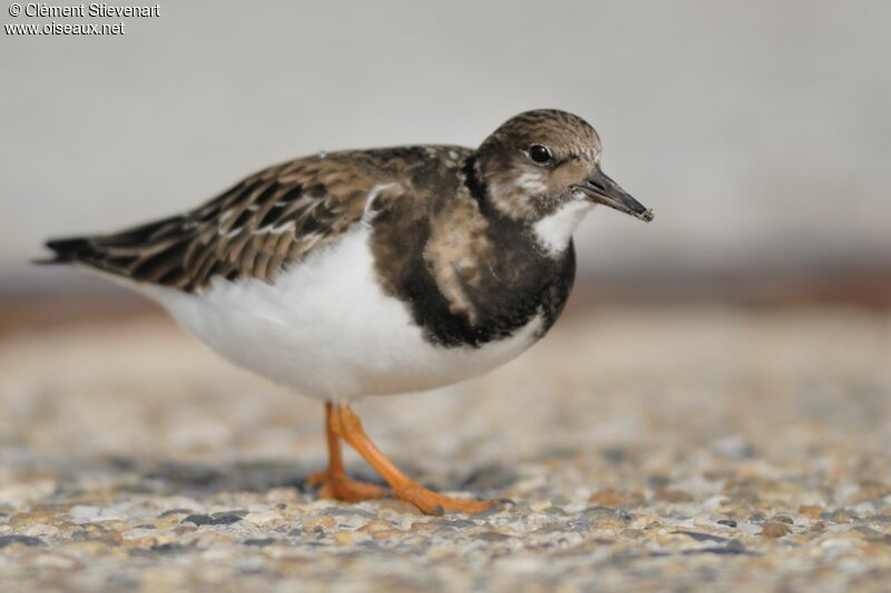 Ruddy Turnstone