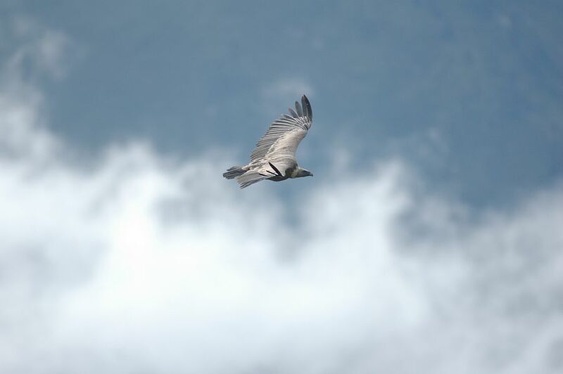 Griffon Vulture