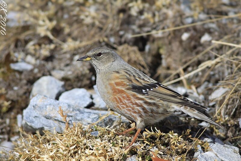 Accenteur alpinadulte internuptial