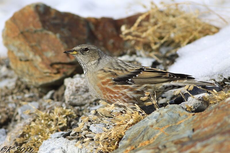 Alpine Accentoradult post breeding