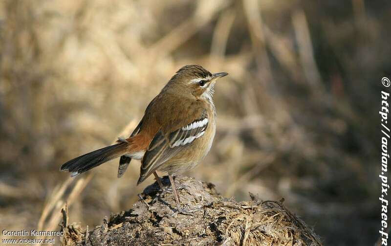 White-browed Scrub Robinadult post breeding, identification