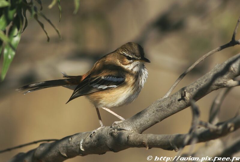 White-browed Scrub Robin, identification