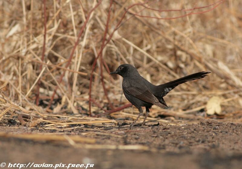 Black Scrub Robinadult breeding