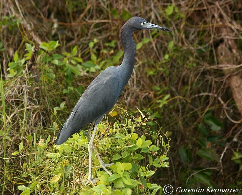 Aigrette bleue