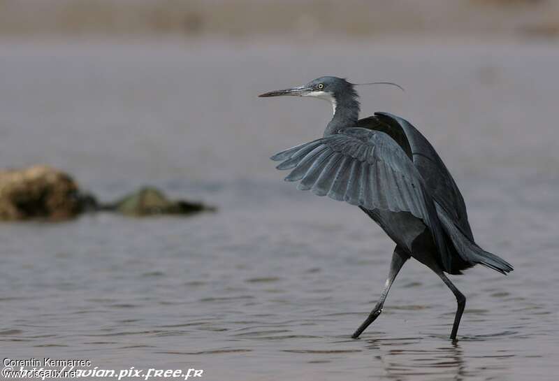 Western Reef Heronadult breeding, walking, Behaviour