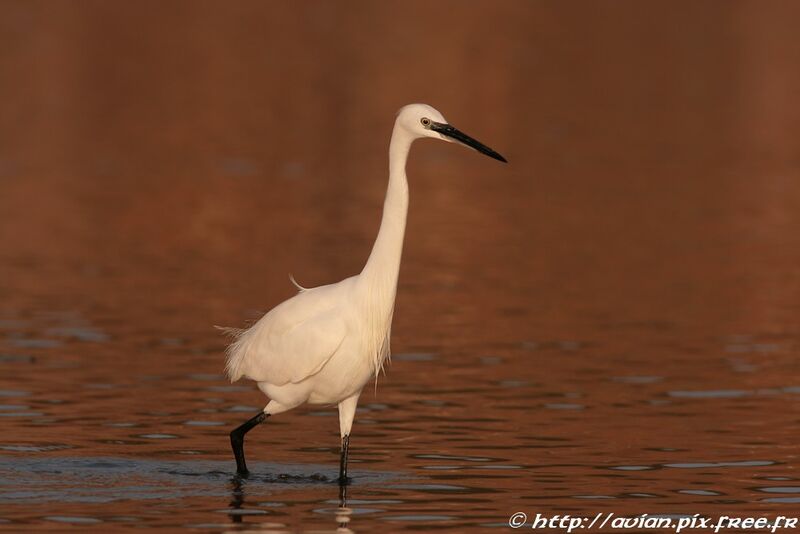 Aigrette garzetteadulte nuptial