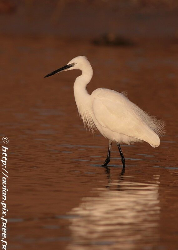 Aigrette garzetteadulte nuptial