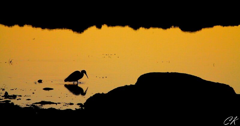 Little Egret