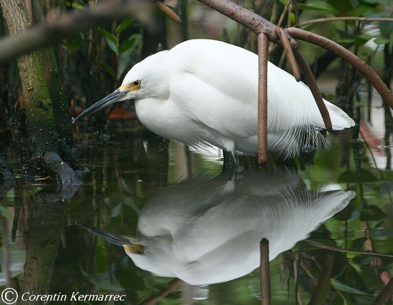 Snowy Egretadult post breeding