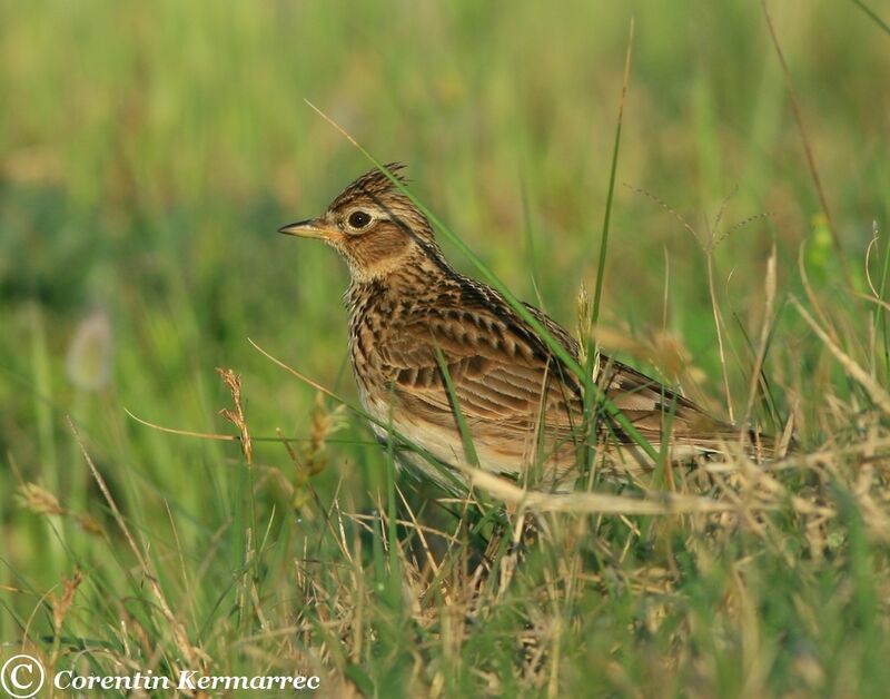 Eurasian Skylark male adult breeding