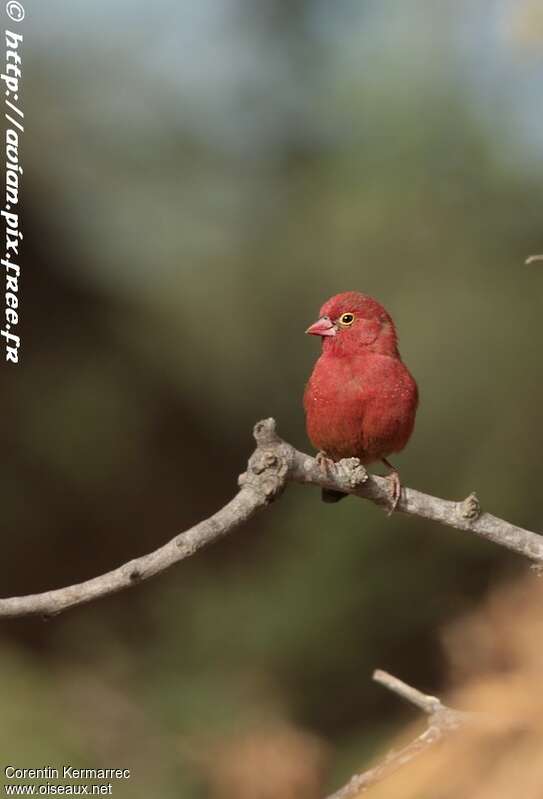 Red-billed Firefinch male adult breeding, close-up portrait