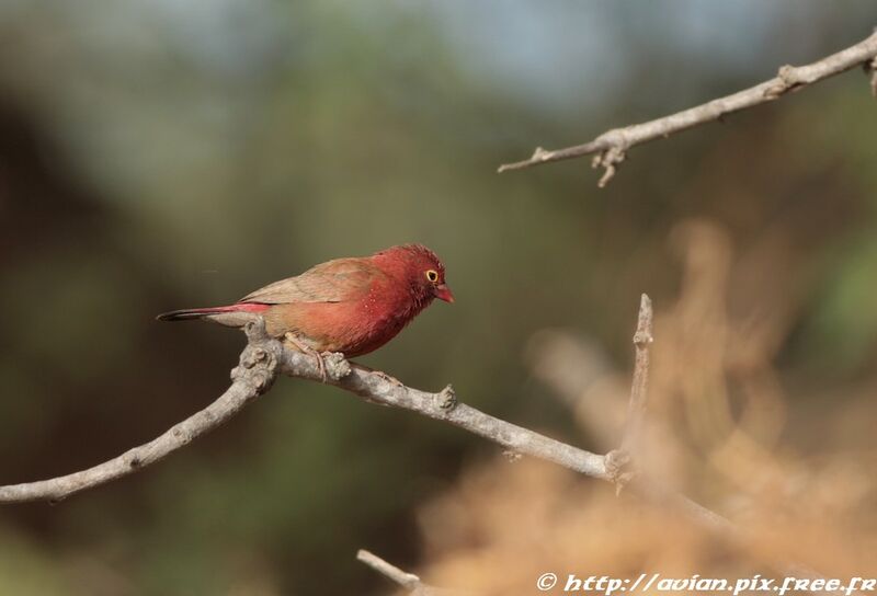 Red-billed Firefinch male adult