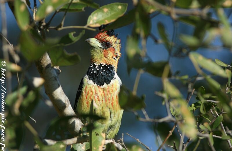 Crested Barbetadult post breeding, identification