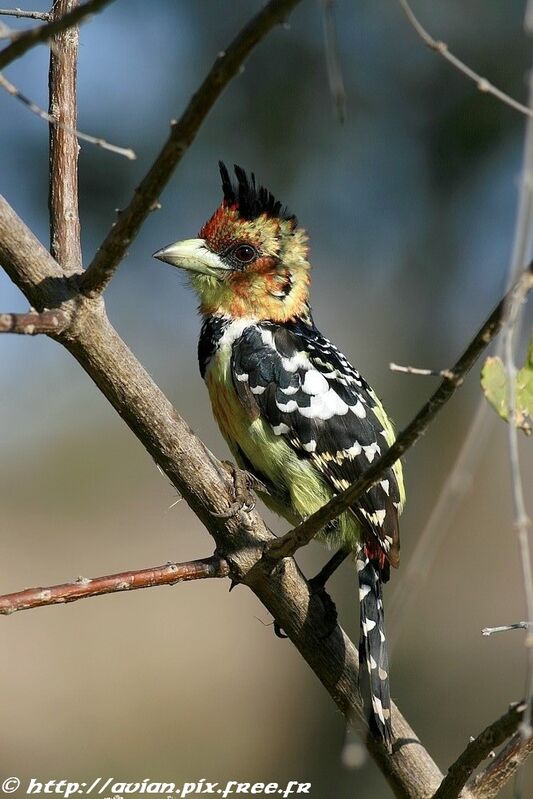 Crested Barbetadult post breeding