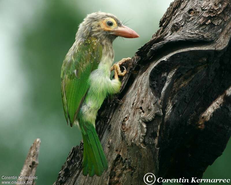 Brown-headed Barbetjuvenile, Behaviour