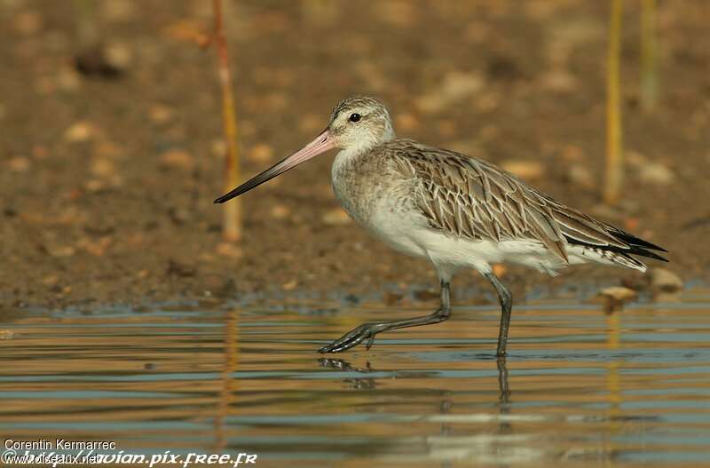 Bar-tailed Godwitadult post breeding, identification