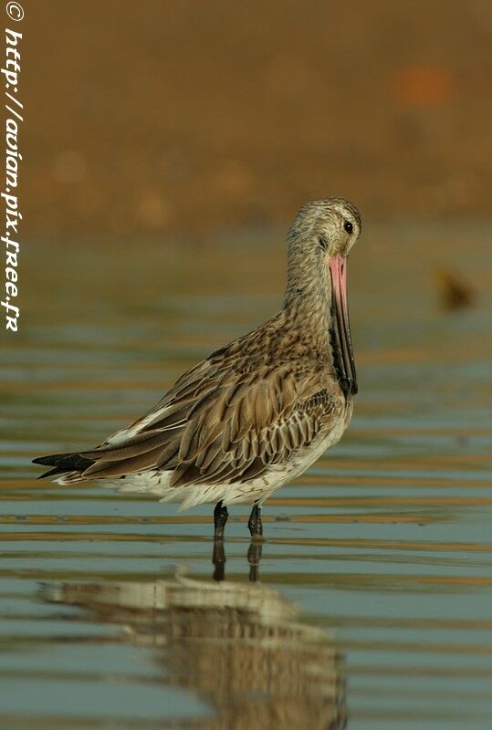 Bar-tailed Godwitadult post breeding