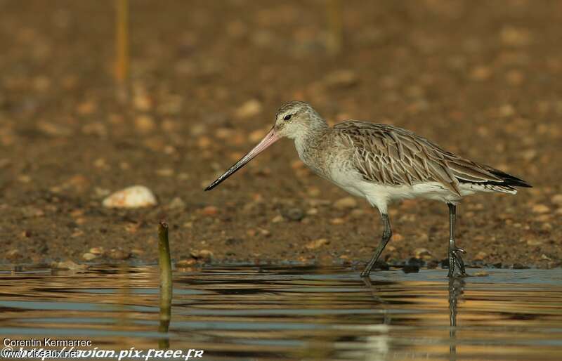 Bar-tailed Godwitadult post breeding, identification